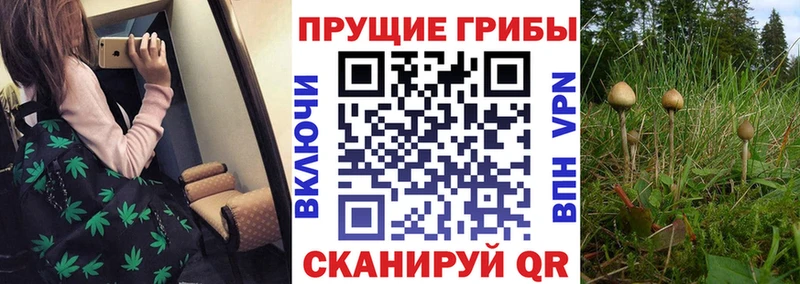 Псилоцибиновые грибы мухоморы  даркнет сайт  Старица 